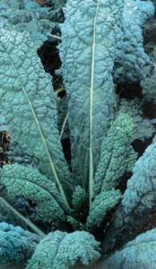 Growing Kale Varieties for the Fall Garden Image